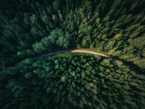 Forêt vue de haut