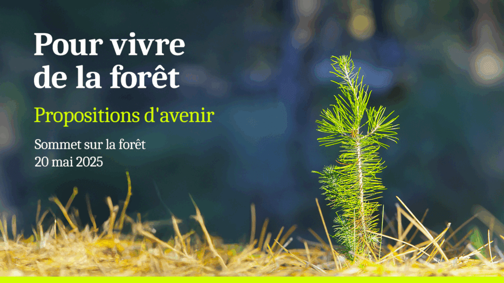 Sommet sur la forêt