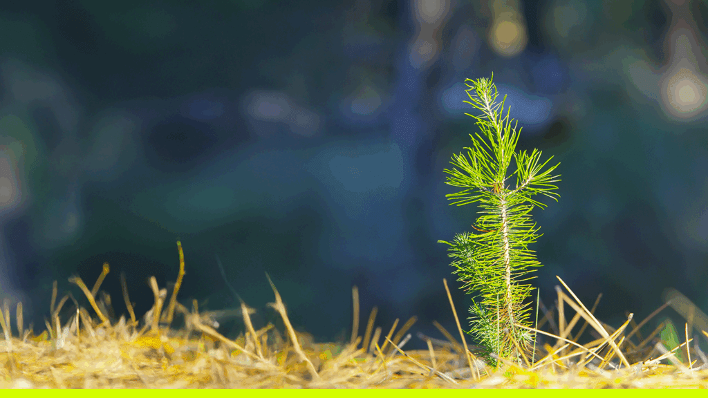 Forêt : Québec et Ottawa doivent travailler en synergie