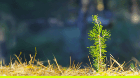Abandon du PL97 sur la forêt : on n’a pas pour autant le luxe du statu quo